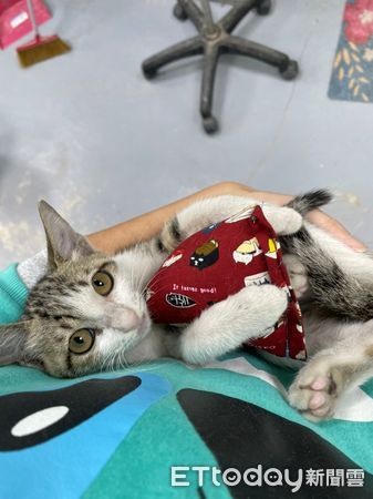 交流道驚見「一坨小毛團」竟是虎斑貓獲救後變大眼萌妹在等家