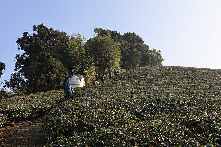 【嘉義抹茶山】 雲嘉五連峰,漫步晨陽雲霧!大尖山、二尖山、馬鞍山、梨子腳山、太平山!茶園山嵐美景小百岳