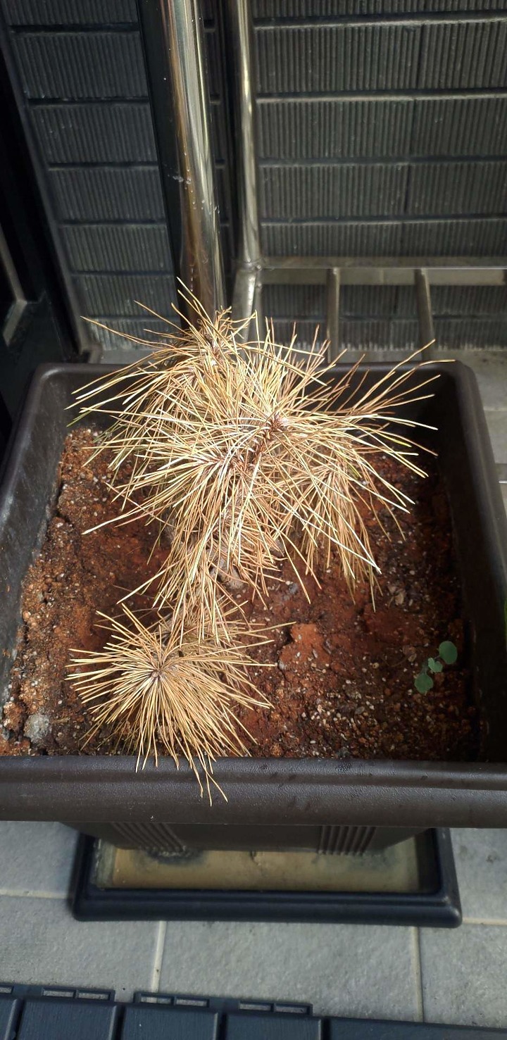 求救QQ 植物看起來快死了