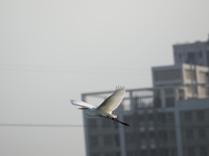 點我看大圖 m43望遠鏡頭比較 14-140mm vs 40-150mm pro vs 75-300mm