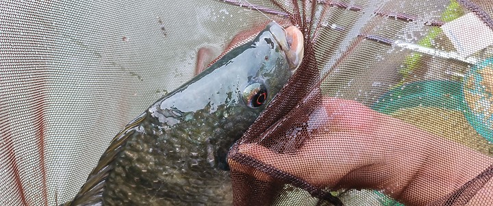【池釣狂熱】釣點分享