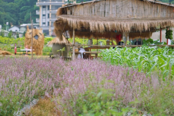 嘉義水上夢幻紫色花海搶先登場！與稻田、老屋拍出別樣景色