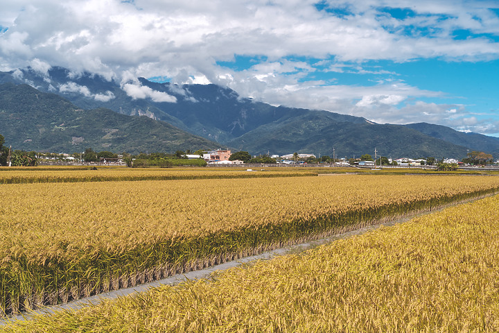【遊記】花東。A7M3+Batis 25mm & 40mm