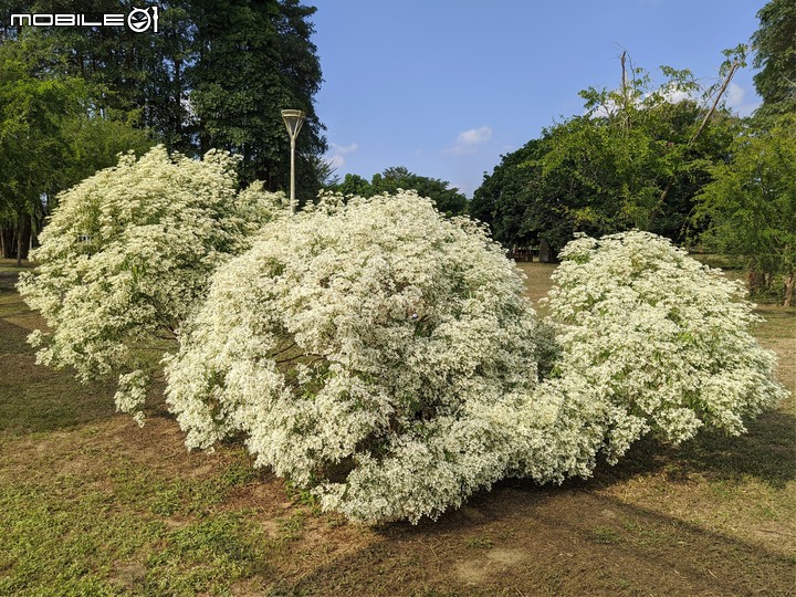白雪木 台南市山上區水道博物館 12/10
