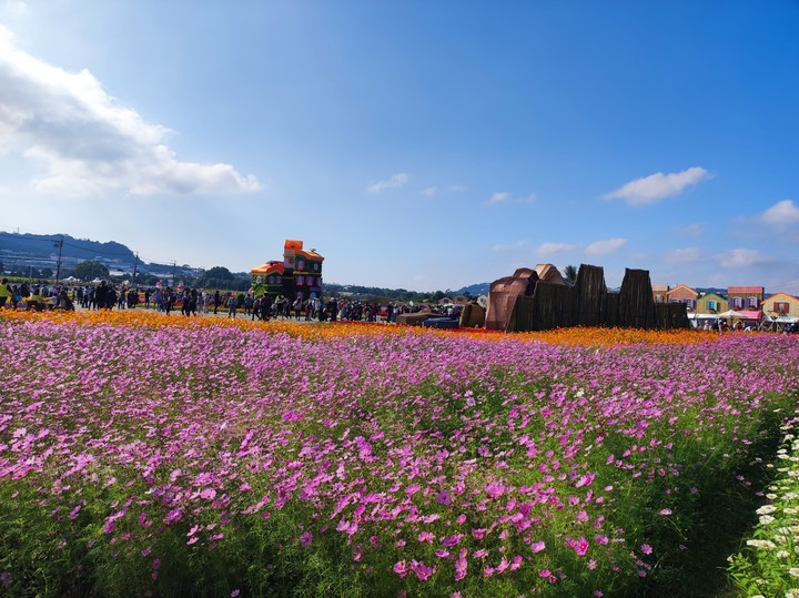 小米 11 Lite 5G 新社花毯節半日遊
