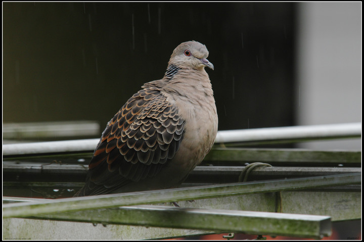 班鳩