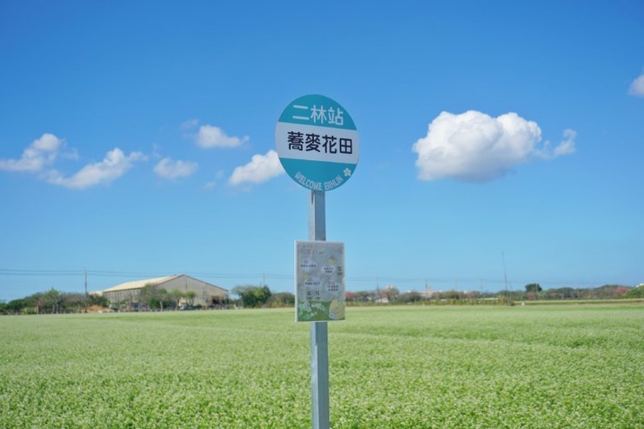 雪白景緻席捲彰化二林!純白蕎麥花海12月浪漫登場