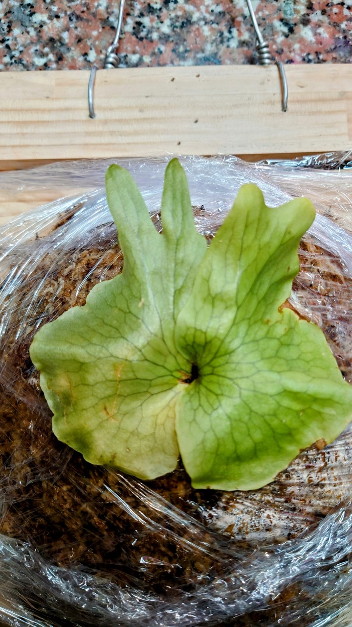 請問鹿角蕨的芽點是否黑化