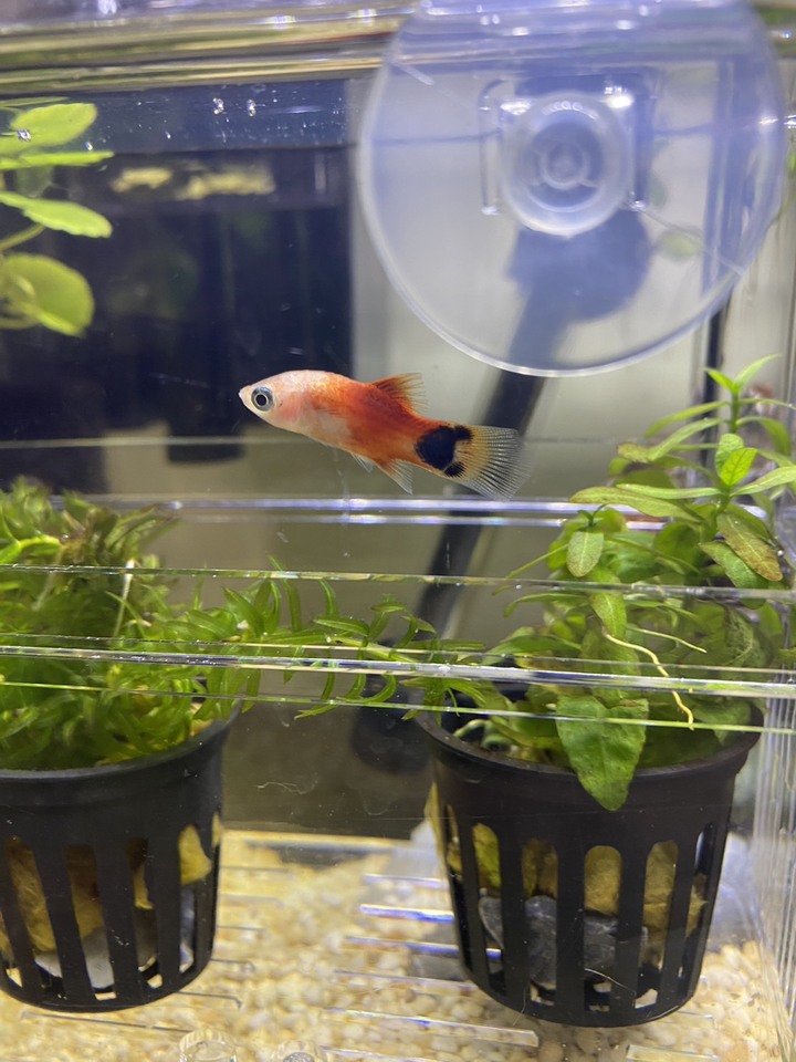 請問,我家的米奇魚生什麼病呢?