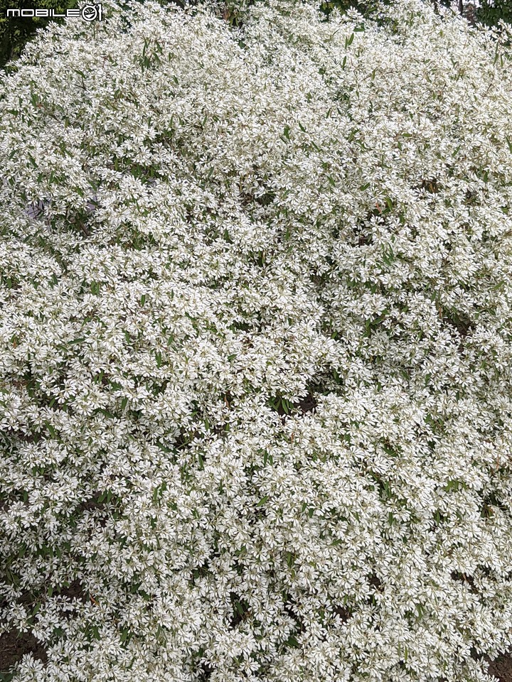 白雪木 台南市山上區水道博物館 12/10