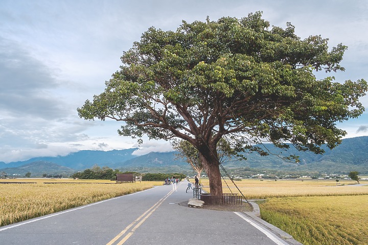 【遊記】花東。A7M3+Batis 25mm & 40mm