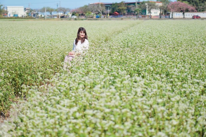 雪白景緻席捲彰化二林!純白蕎麥花海12月浪漫登場