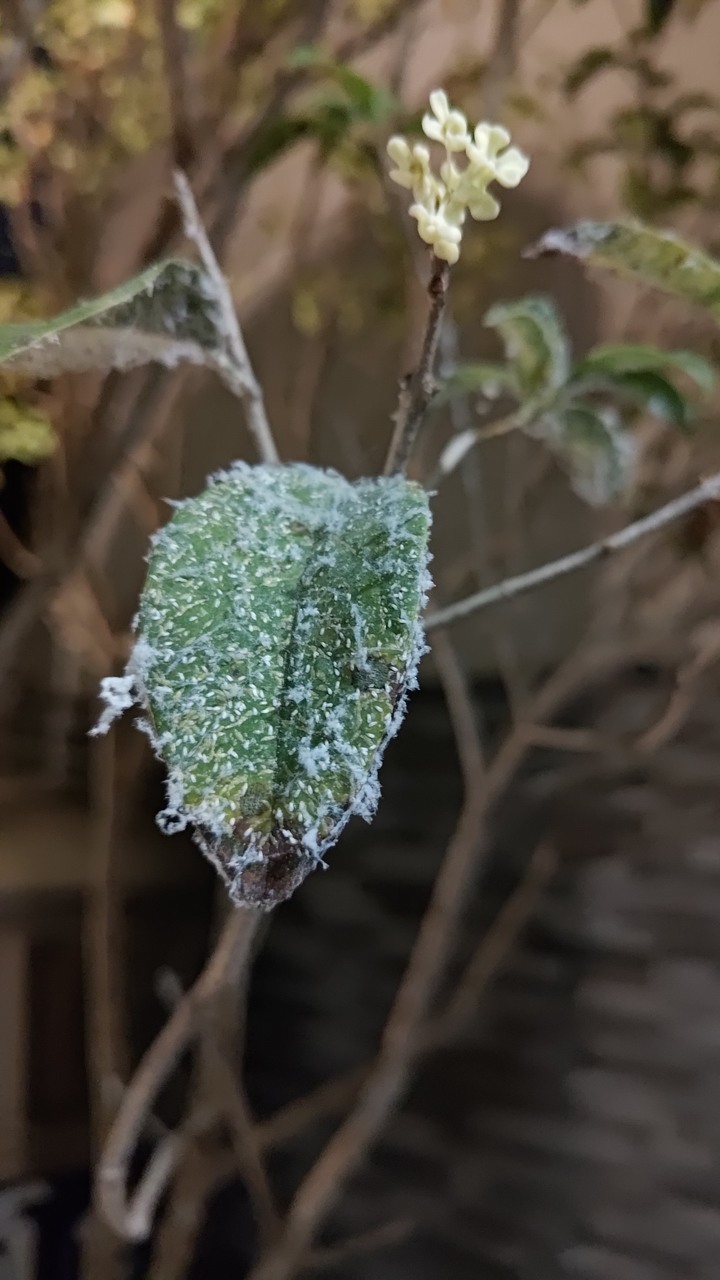 請問這樣的桂花葉是什麼蟲害？