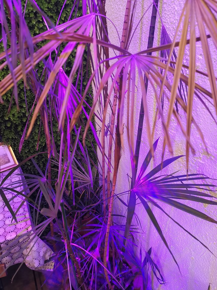 植物品種名稱請益,及枯萎求救