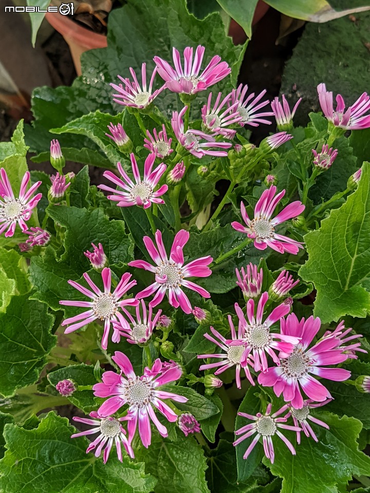 瓜葉菊+垂茉莉+香瓜茄 台南市歸仁區七甲花卉區 12/25