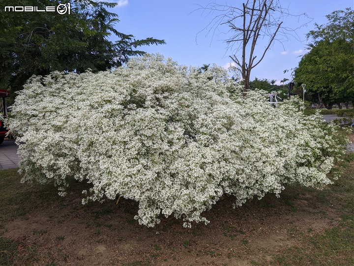 白雪木 台南市山上區水道博物館 12/10