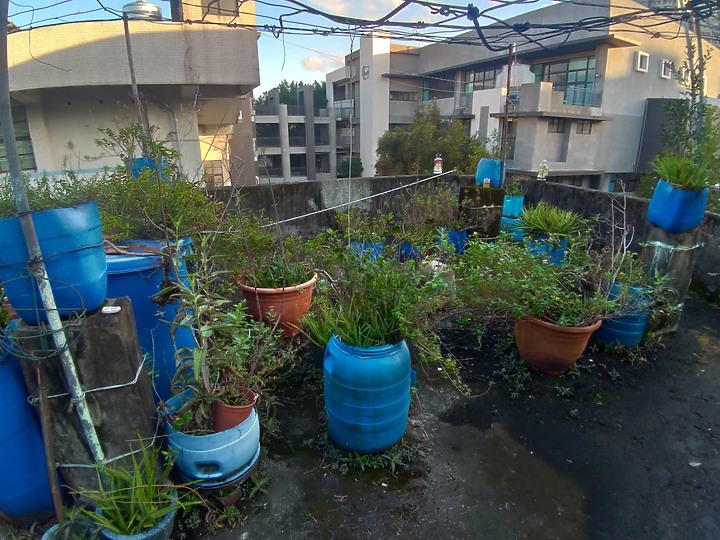 發問...花圃的營養黑土...有誰想要?