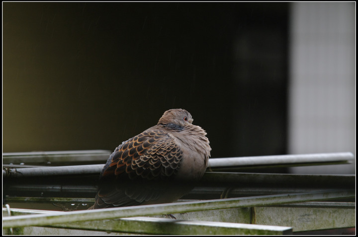 班鳩