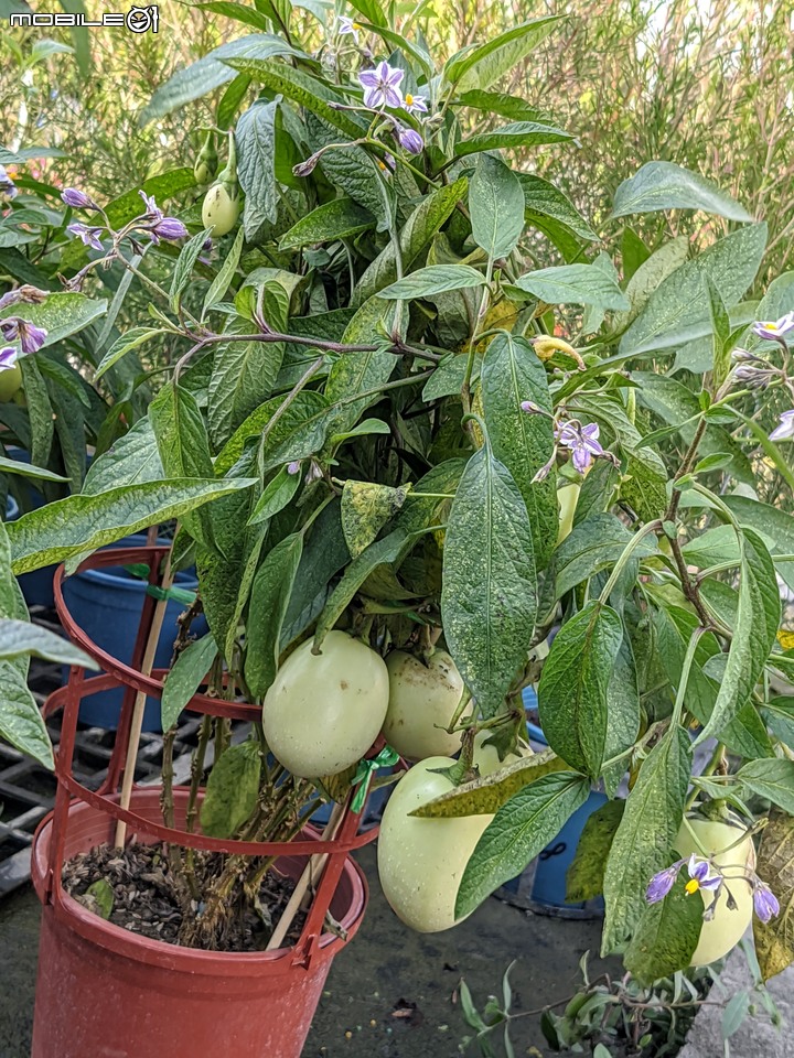 瓜葉菊+垂茉莉+香瓜茄 台南市歸仁區七甲花卉區 12/25