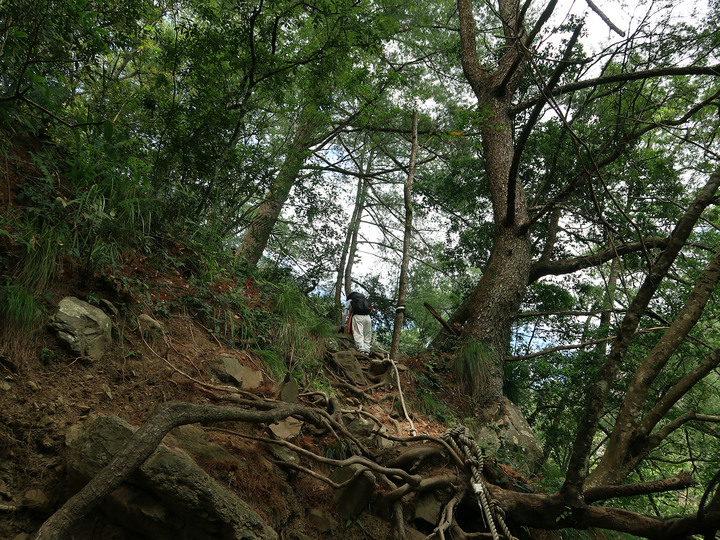 點我看大圖 【 屋我尾山】麗陽線真的很難爬 / 谷關七雄終於全數收集入袋啦!