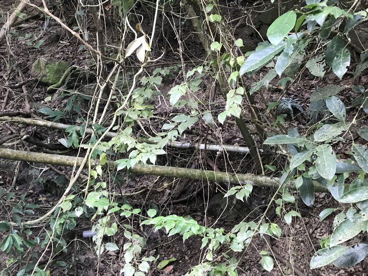 鄒鄒週週環島--車小志氣高小雲豹之死人骨頭秘徑