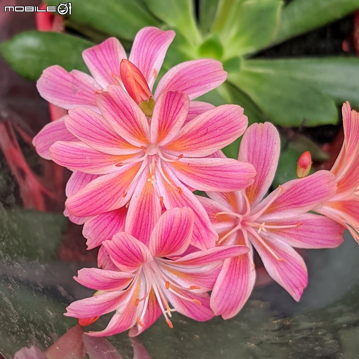 露薇花+澳洲狐尾草 台南市歸仁區七甲花卉區 12/17