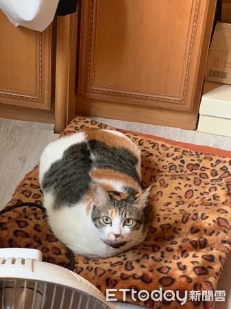 三花貓「睡成豪放大叔」開腿癱平超軟爛爸看不下去:你是女生捏