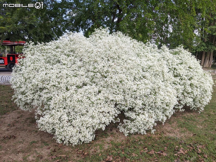 白雪木 台南市山上區水道博物館 12/10