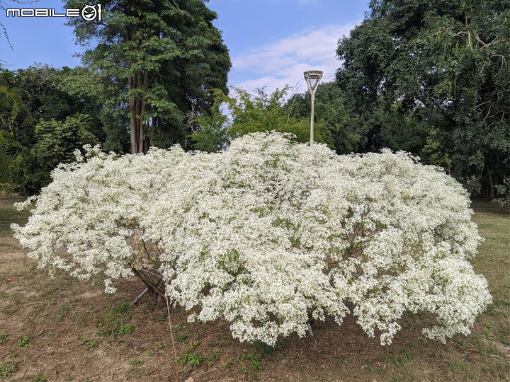 白雪木 台南市山上區水道博物館 12/10