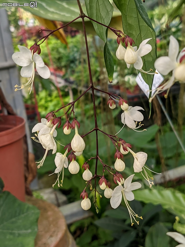 瓜葉菊+垂茉莉+香瓜茄 台南市歸仁區七甲花卉區 12/25