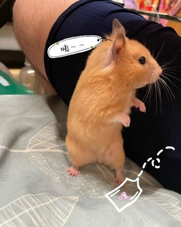 黃金鼠聽到怪聲「折手站起來」聞味道愣3秒奔逃：爸拔放屁了