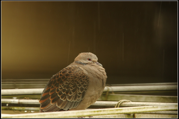 班鳩