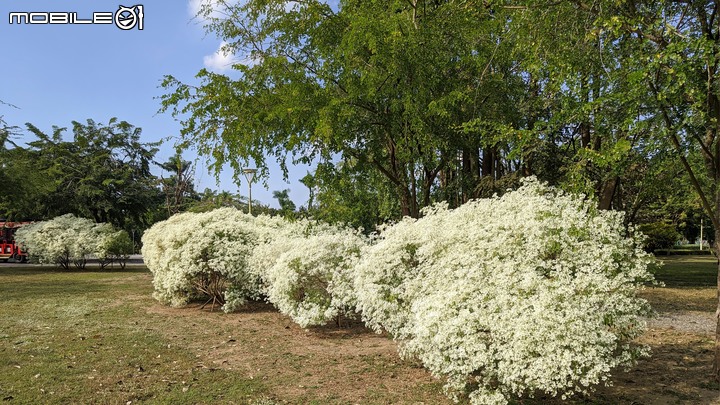 白雪木 台南市山上區水道博物館 12/10