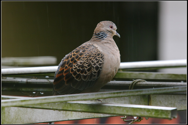 班鳩