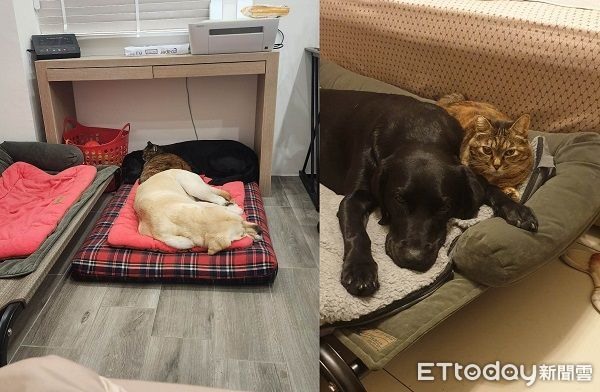 天氣冷退役導盲犬被當大型抱枕擠嘴邊肉不敢動姐笑:委屈不敢說