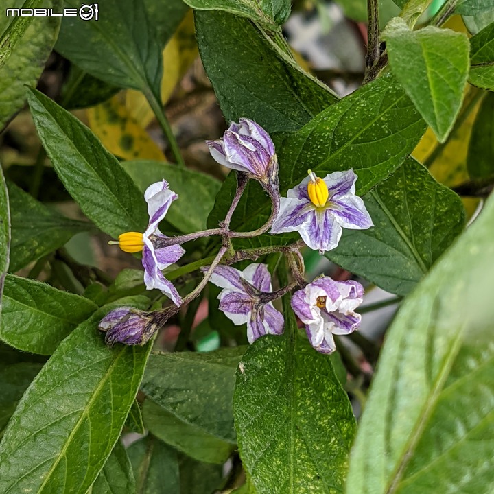 瓜葉菊+垂茉莉+香瓜茄 台南市歸仁區七甲花卉區 12/25