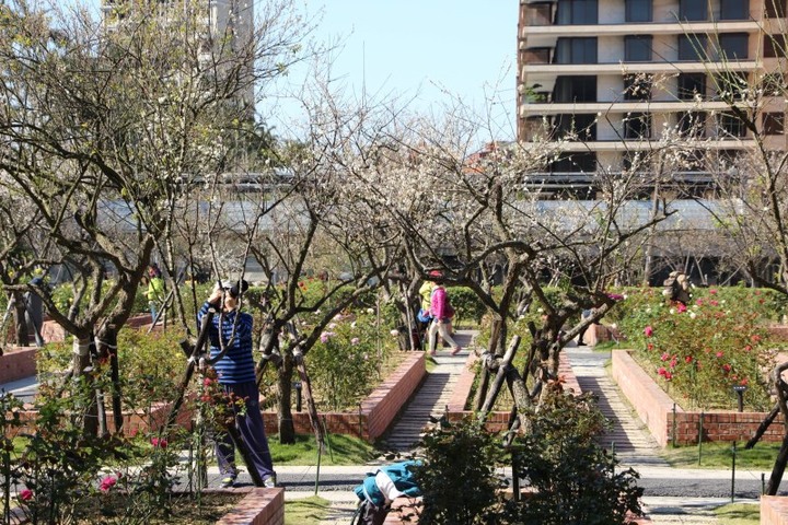 【賞梅懶人包】精選全台10大賞梅秘境！準備迎接雪白梅花夢幻隧道