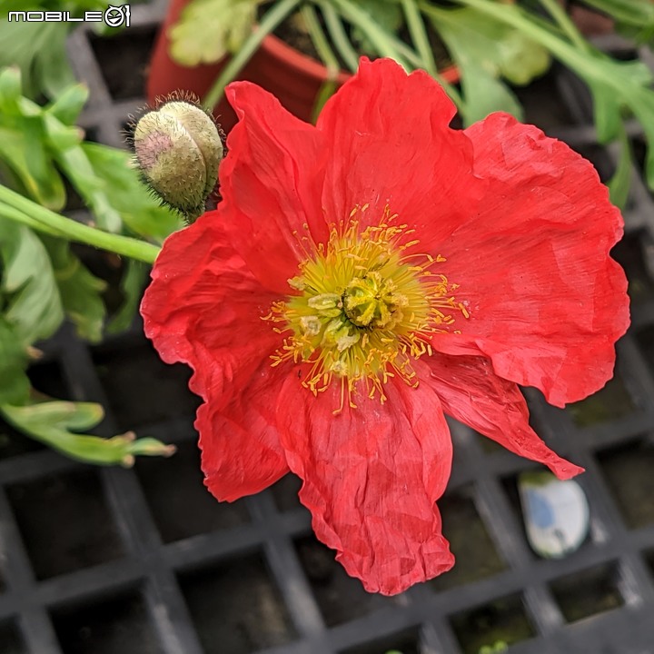 露薇花+澳洲狐尾草 台南市歸仁區七甲花卉區 12/17