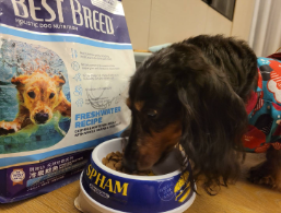 狗狗可以從飼料攝取營養嗎?