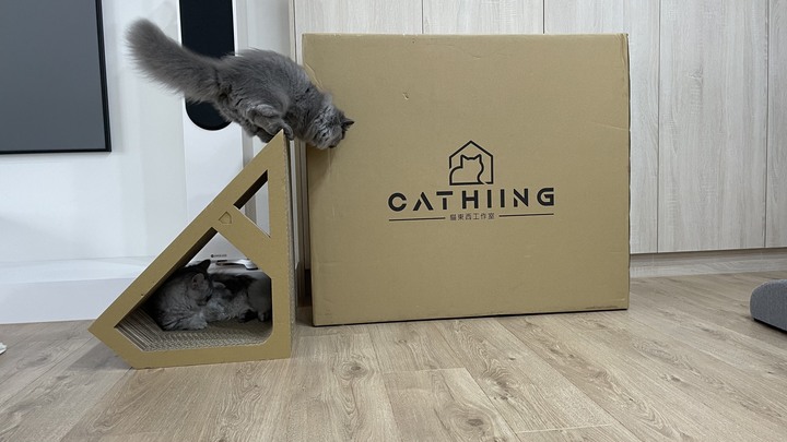 新手奴才-貓的東西小分享by兩隻小麻豆