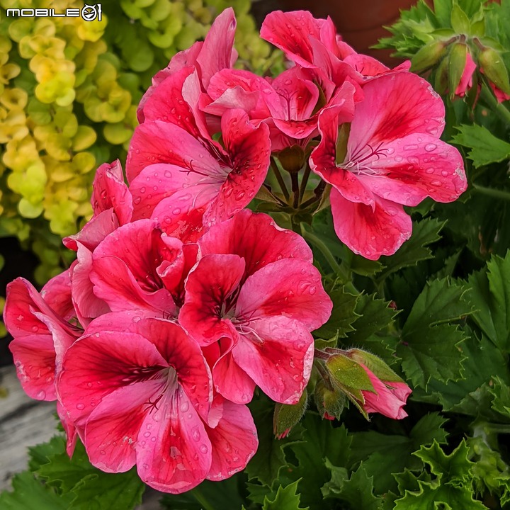 露薇花+澳洲狐尾草 台南市歸仁區七甲花卉區 12/17