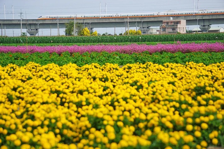 嘉義「巨大捲心酥」出沒!秋冬限定隱藏版「稻草秘境」拍起來太療癒!