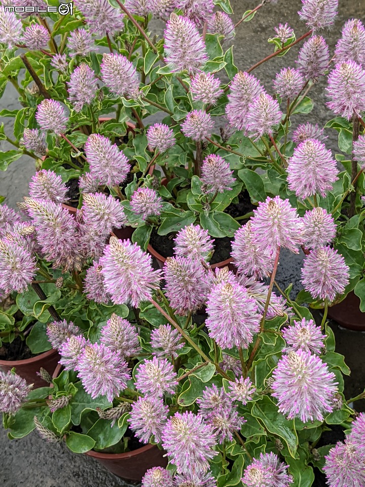 露薇花+澳洲狐尾草 台南市歸仁區七甲花卉區 12/17