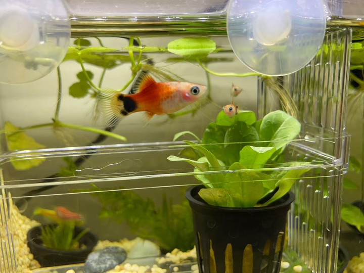請問,我家的米奇魚生什麼病呢?