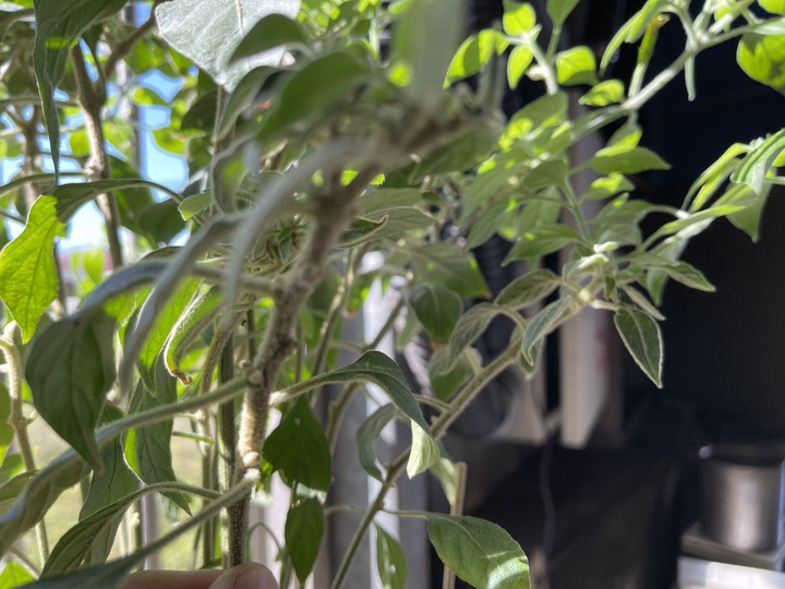 請問我的辣椒盆苗長毛了