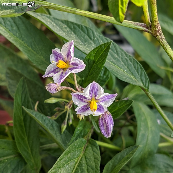 瓜葉菊+垂茉莉+香瓜茄 台南市歸仁區七甲花卉區 12/25