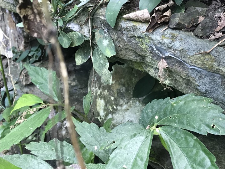 鄒鄒週週環島--車小志氣高小雲豹之死人骨頭秘徑