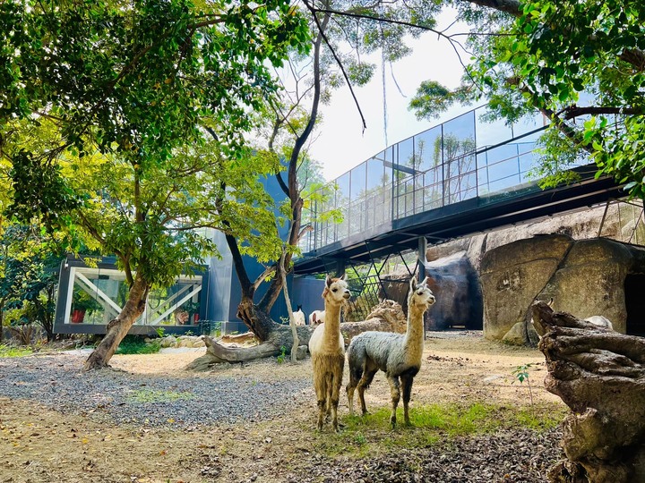 斥資5.5億元打造！來高雄「壽山動物園」漫步440公尺空中廊道俯瞰動物