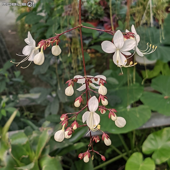 瓜葉菊+垂茉莉+香瓜茄 台南市歸仁區七甲花卉區 12/25