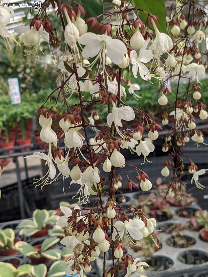 瓜葉菊+垂茉莉+香瓜茄 台南市歸仁區七甲花卉區 12/25